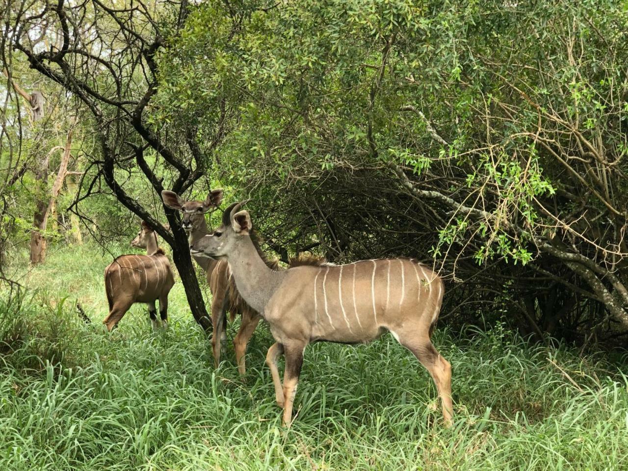 Mkuze Msunduze River Lodge מראה חיצוני תמונה